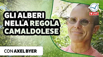 Alberi di Camaldoli